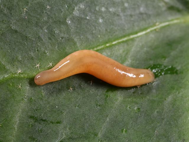 Представитель Семейства Plectonemertidae